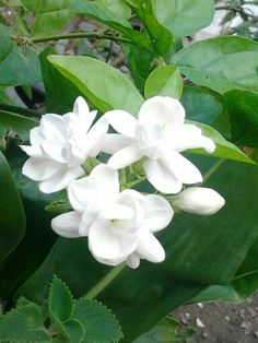 white flowers with green leaves in the background