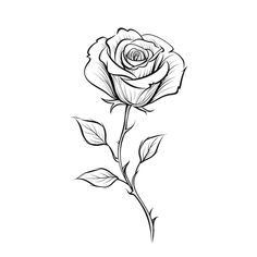 Roses Drawing, Roses, Drawings