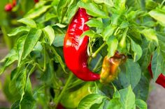 red peppers growing on the plant with green leaves