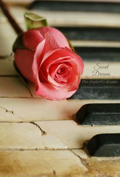 a single pink rose sitting on top of an old piano