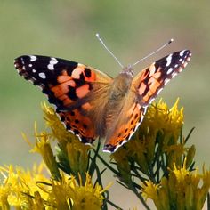 an orange and black butterfly sitting on top of yellow flowers