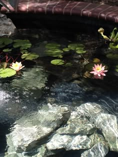 some water lilies are floating in the pond