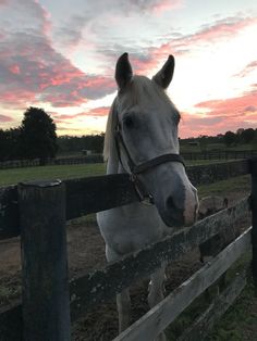 a white horse standing next to a wooden fence