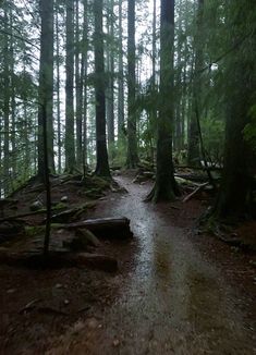 there is a wet path in the woods