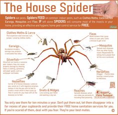 the house spider is an insect that can be found in many different types of houses