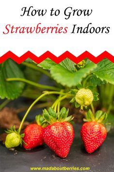 Discover how to grow strawberries indoors with simple tips for planting and care. Enjoy fresh, juicy berries all year round!
#strawberries #indoorgardening #berries