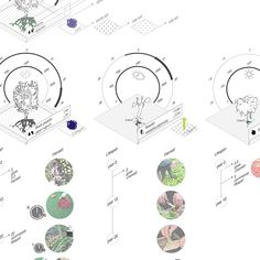 the diagram shows different types of trees and plants in various stages of development, from small to large