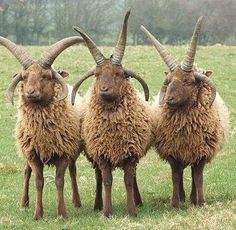 three goats with long horns are standing in the grass and looking at the camera man