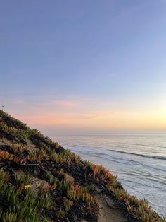 the sun is setting over the ocean and some plants are growing out of the sand