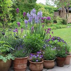 several potted plants with purple flowers in them