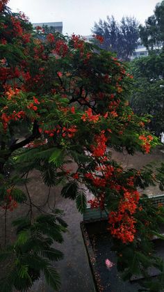 a tree with red flowers in the rain