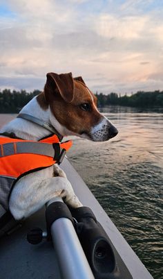 a dog wearing an orange life jacket sitting on a boat