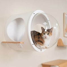 a cat sitting inside of a round window on top of a white wall mounted shelf