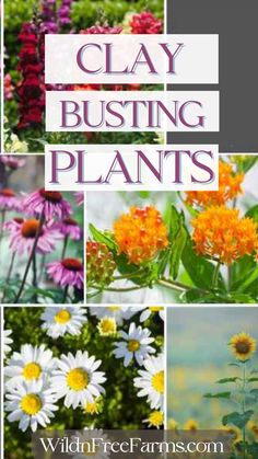 grow in clay soil Texas Flower Garden Ideas, Plants For Clay Soil Perennials, How To Plant Wildflower Seeds, Flowers That Grow In Clay Soil, Clay Loving Plants, Flowers For Clay Soil, Plants That Grow In Clay Soil