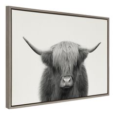 a black and white photo of a long haired cow with large horns on it's head