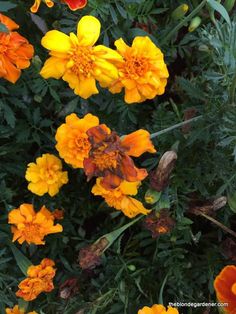 many orange and yellow flowers in a garden