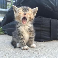 a kitten yawns while sitting on the ground