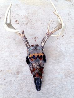 an animal skull with large antlers on it's head is seen from above