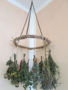 an arrangement of dried herbs hanging from a chandelier