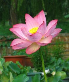 a large pink flower sitting in the middle of a garden