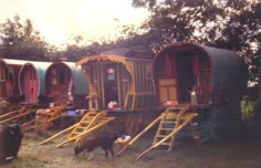 there is a dog that is standing in front of some small houses on stilts