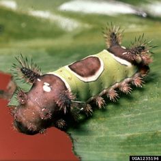 a caterpillar crawling on a green leaf