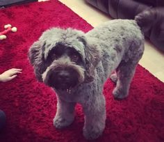 a gray dog standing on top of a red rug next to a child's hand