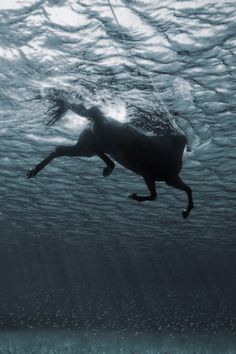 a dog is swimming in the water with his head above the water's surface