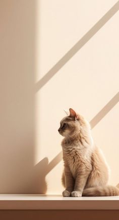 a white cat sitting on top of a wooden shelf next to a light colored wall