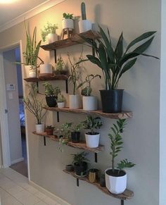 some plants are sitting on shelves in the hallway