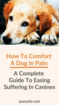 how to comfort a dog in pain a complete guide to ease suffering in canines