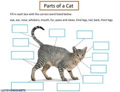 the parts of a cat are shown in this graphic above it's name and description