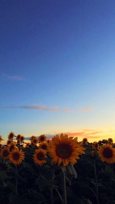 sunflowers are blooming in the field at sunset