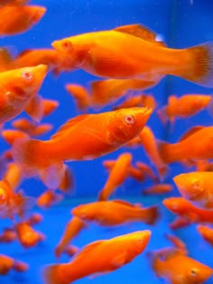 an aquarium filled with lots of orange fish