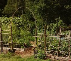 the garden is full of vegetables and plants