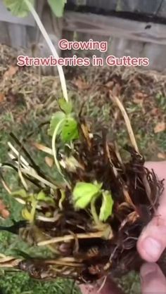 someone is holding up some plants in their hand with the caption growing strawberries in gutters