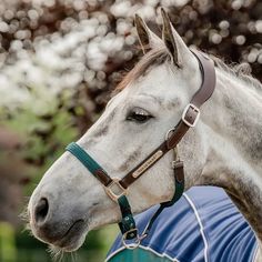 a white horse wearing a bridle with trees in the background