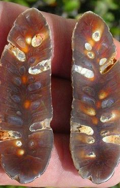 two brown and white caterpillars sitting on top of a persons hand in front of some green plants