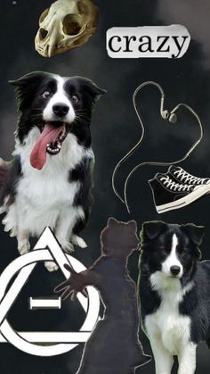 a collage of dog images with the caption crazy on it's side