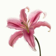 a single pink flower with water droplets on it's petals, against a white background