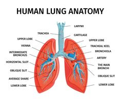 the human lung anatomy is shown in this diagram, it shows the location of the lungs and