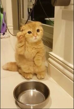 an orange cat sitting next to a metal bowl