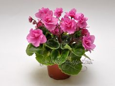 a potted plant with pink flowers on a white background