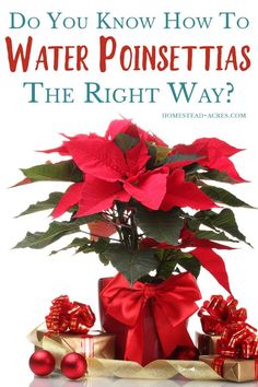 a poinsettia plant in a vase with red bows and presents around it