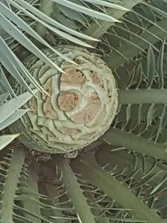 a close up view of a large plant with very thin leaves on it's sides