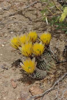 some yellow flowers are growing in the dirt