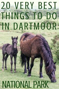 two brown horses standing next to each other on a lush green field with text overlay that reads, 20 very best things to do in dartmoor national park