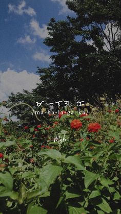 a field full of red flowers under a blue sky with the words mah naa kau written in chinese