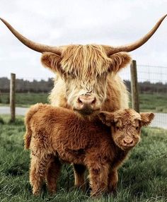 two brown cows standing next to each other on a lush green field