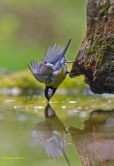 a small bird standing on top of a body of water next to a tree trunk